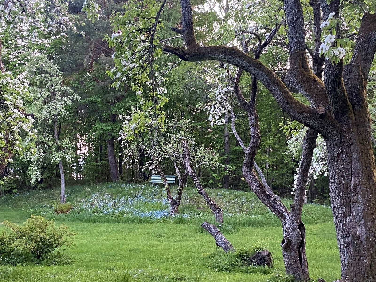 Sommerbilde tatt av selger. Tomten har epletrær med gamle sorter, rips, pærer,hylletrær, plommer, kirsebær og en av Oslos største privateide ramsløkforekomster Galleribilde