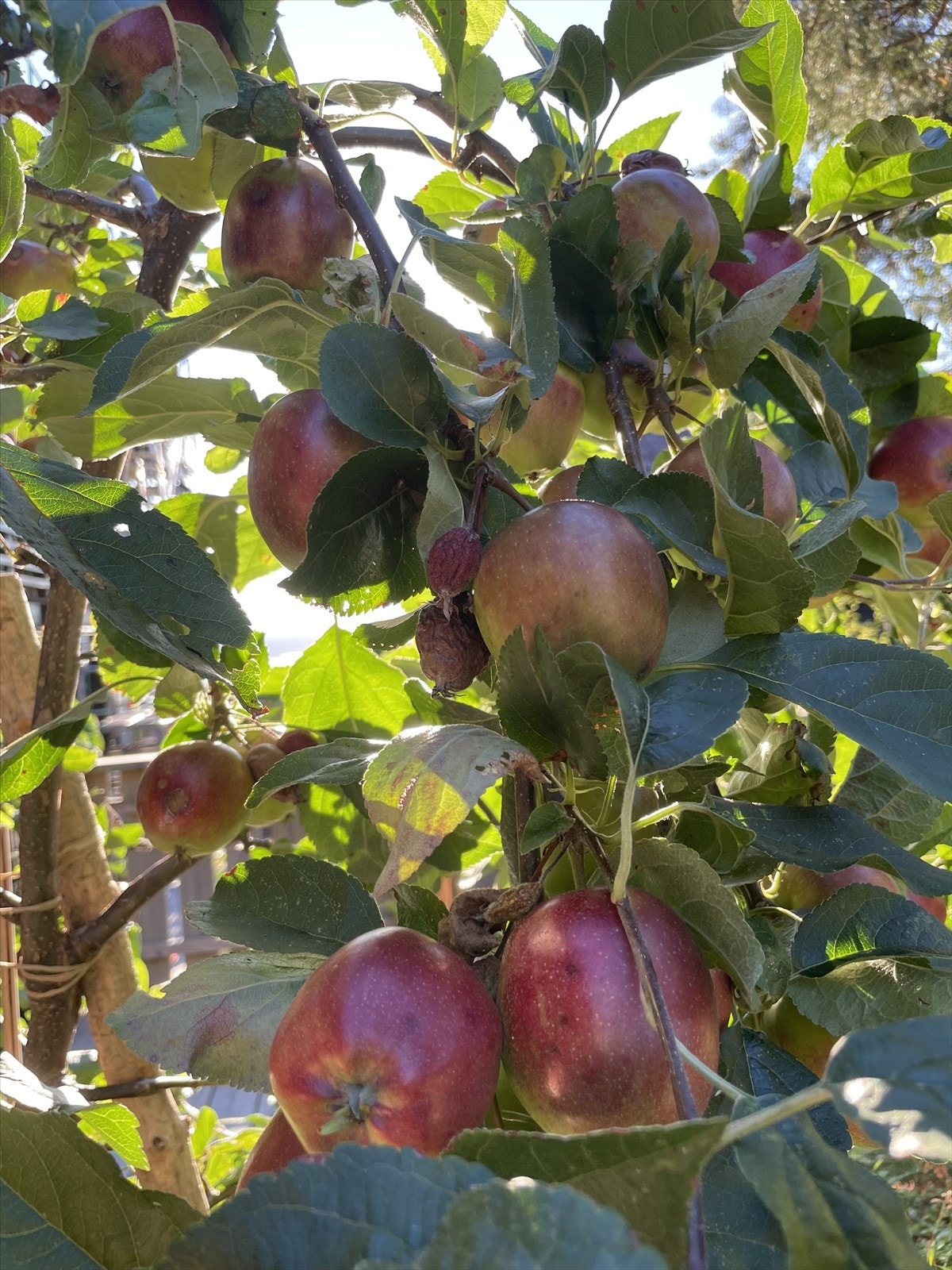 Sommerbilde (selgers bilde) Galleribilde