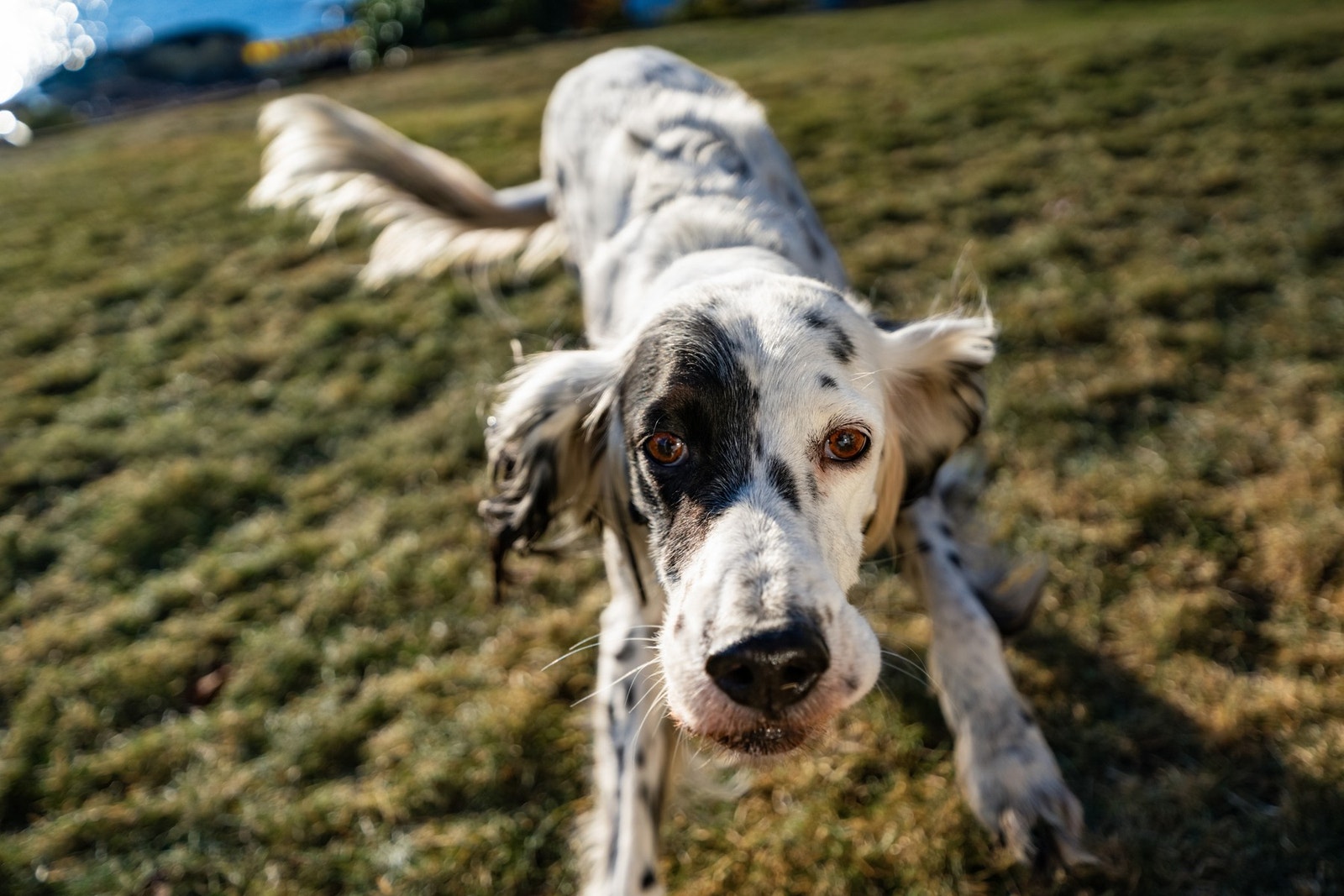 Husk å avklare finansiering i din bank i god tid før visningen. PS ! Hunden medfølger ikke i salget. Galleribilde