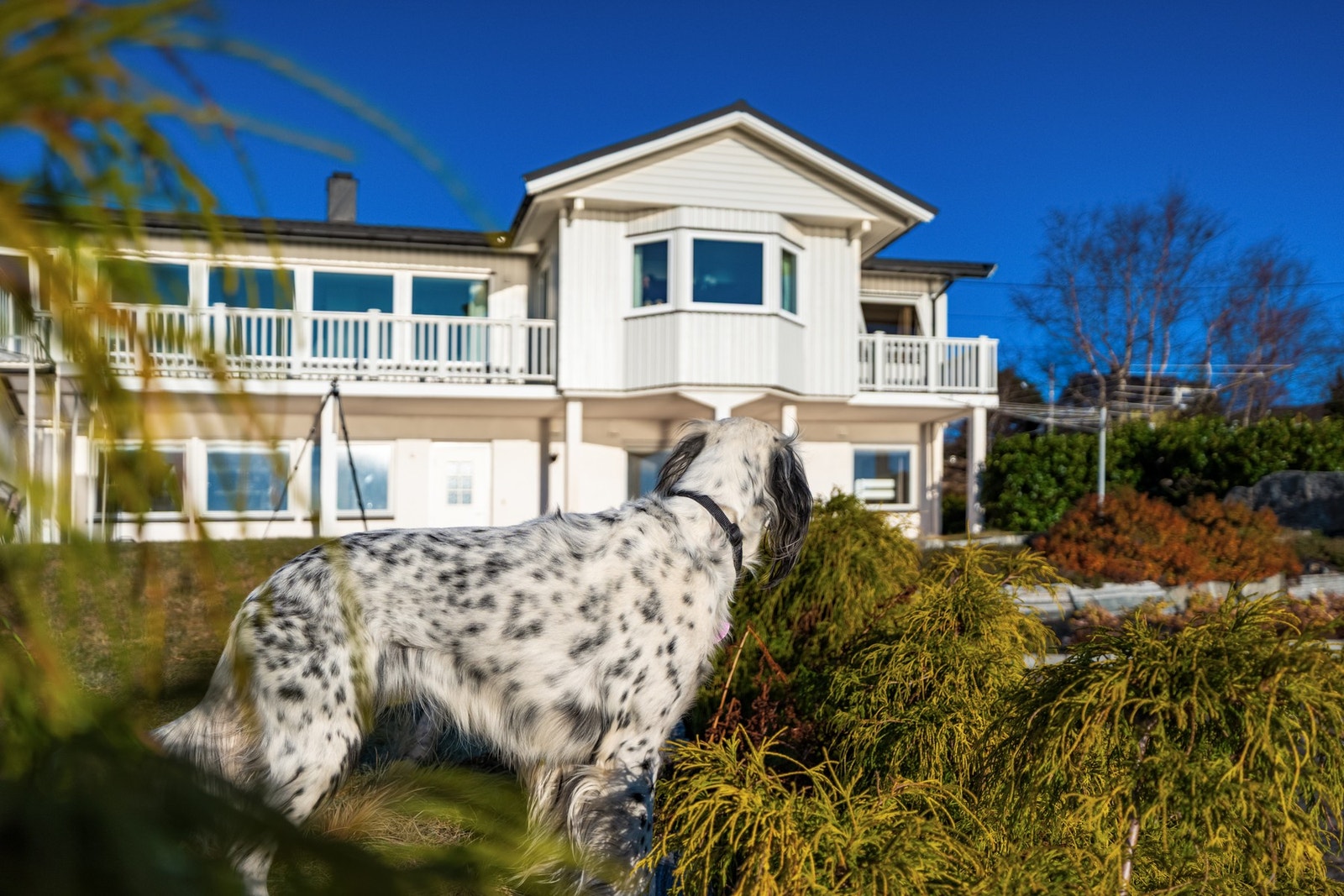 Mira tar et blikk på hjemmet sitt før hun flytter med familien sin og gjør seg klar for nye eventyr. Her i Gamle Vegsundveg 28 kan både dyr og mennesker trives. Galleribilde