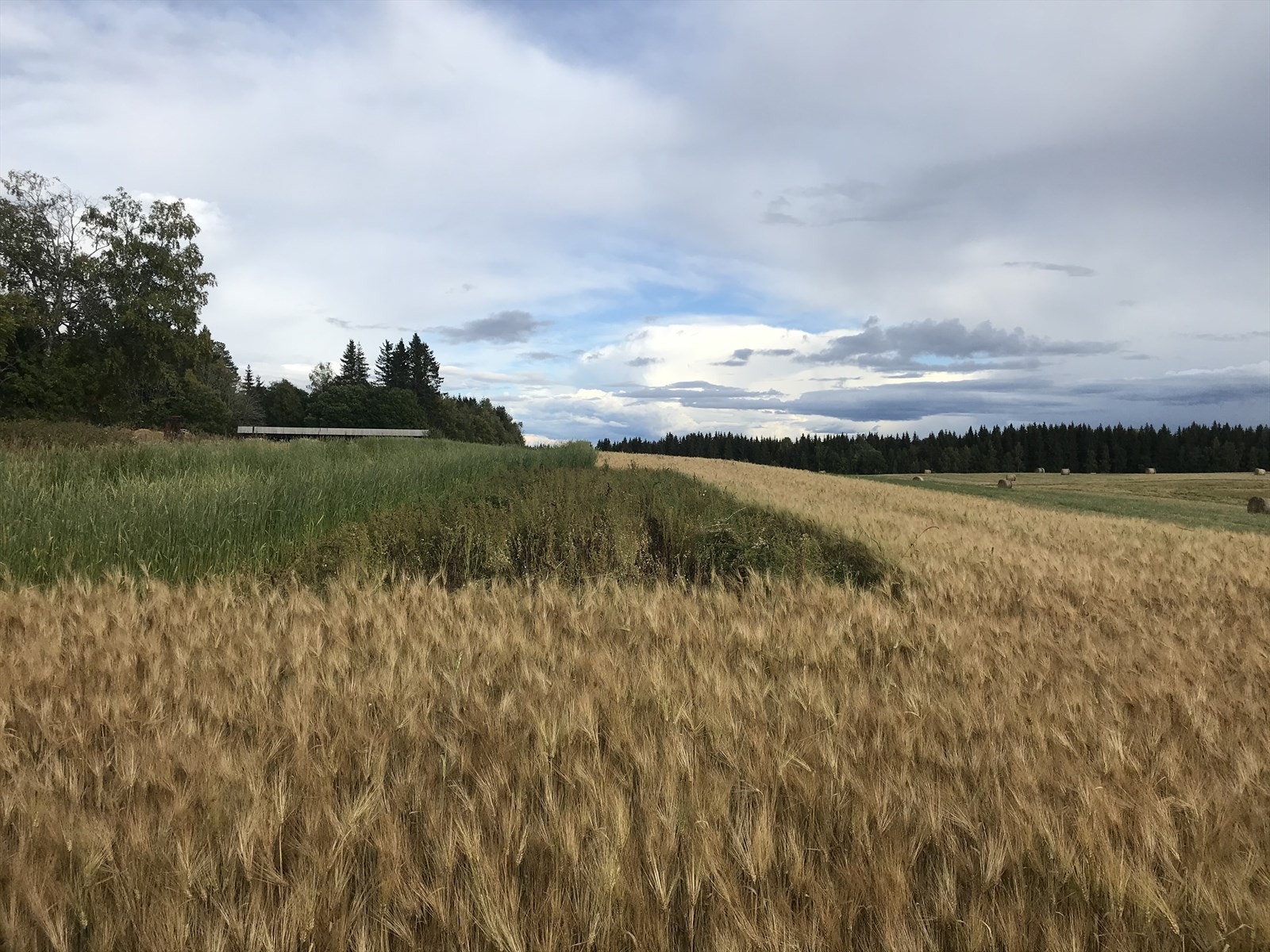 Kornåker i full grøde, privat bilde Galleribilde