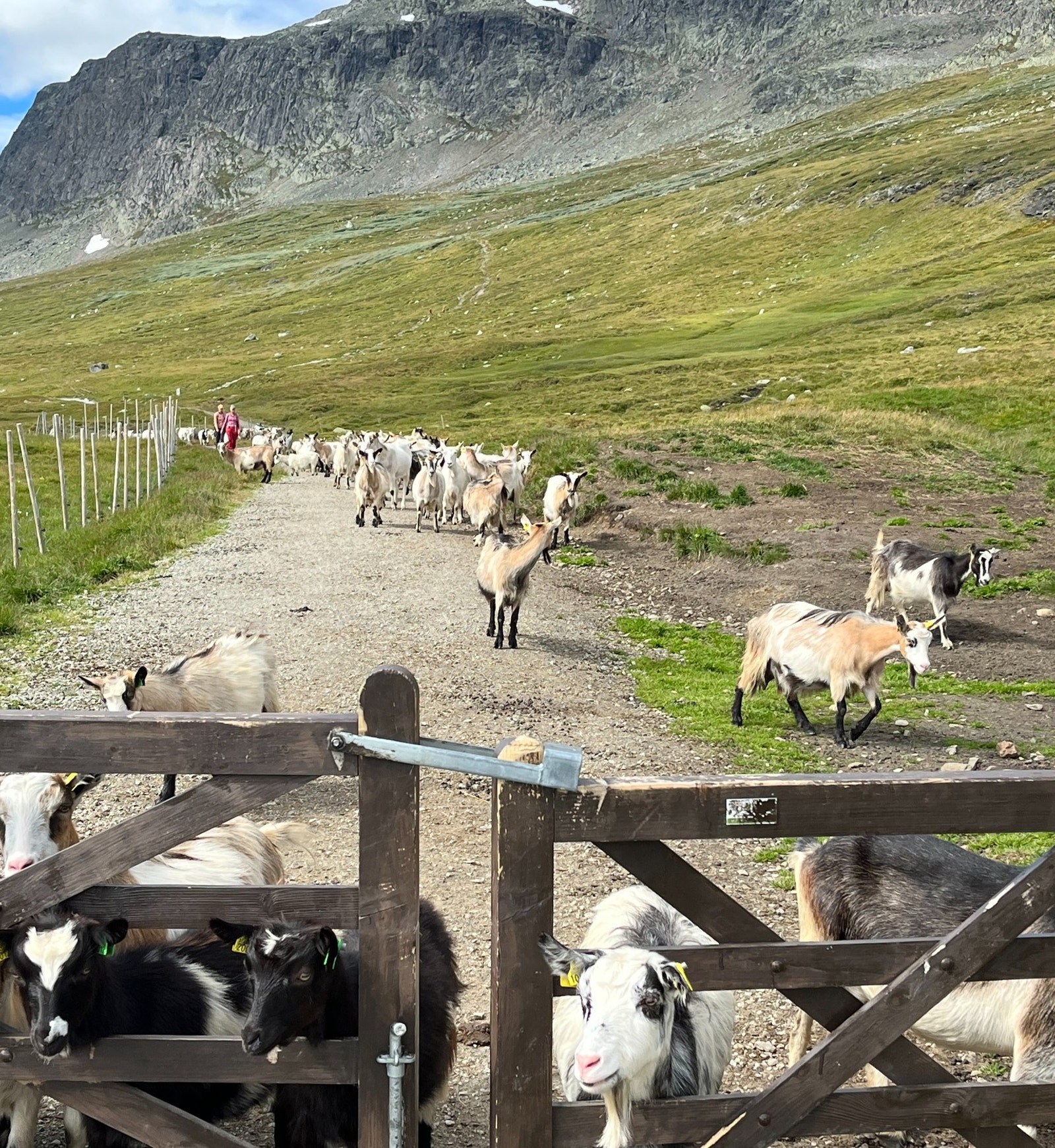 Ta turen til Prestholt og hils på geitene Galleribilde