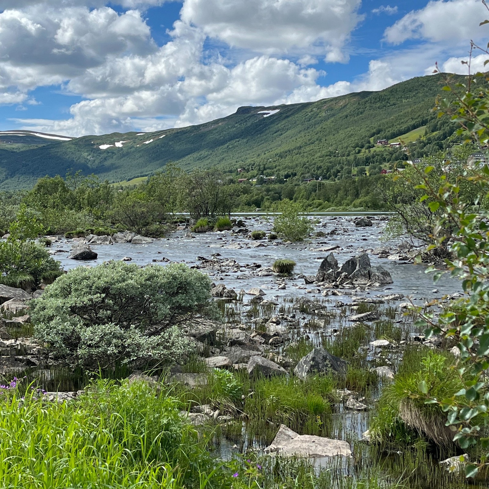 Sommerstid blir området forvandlet til et frodig landskap Galleribilde