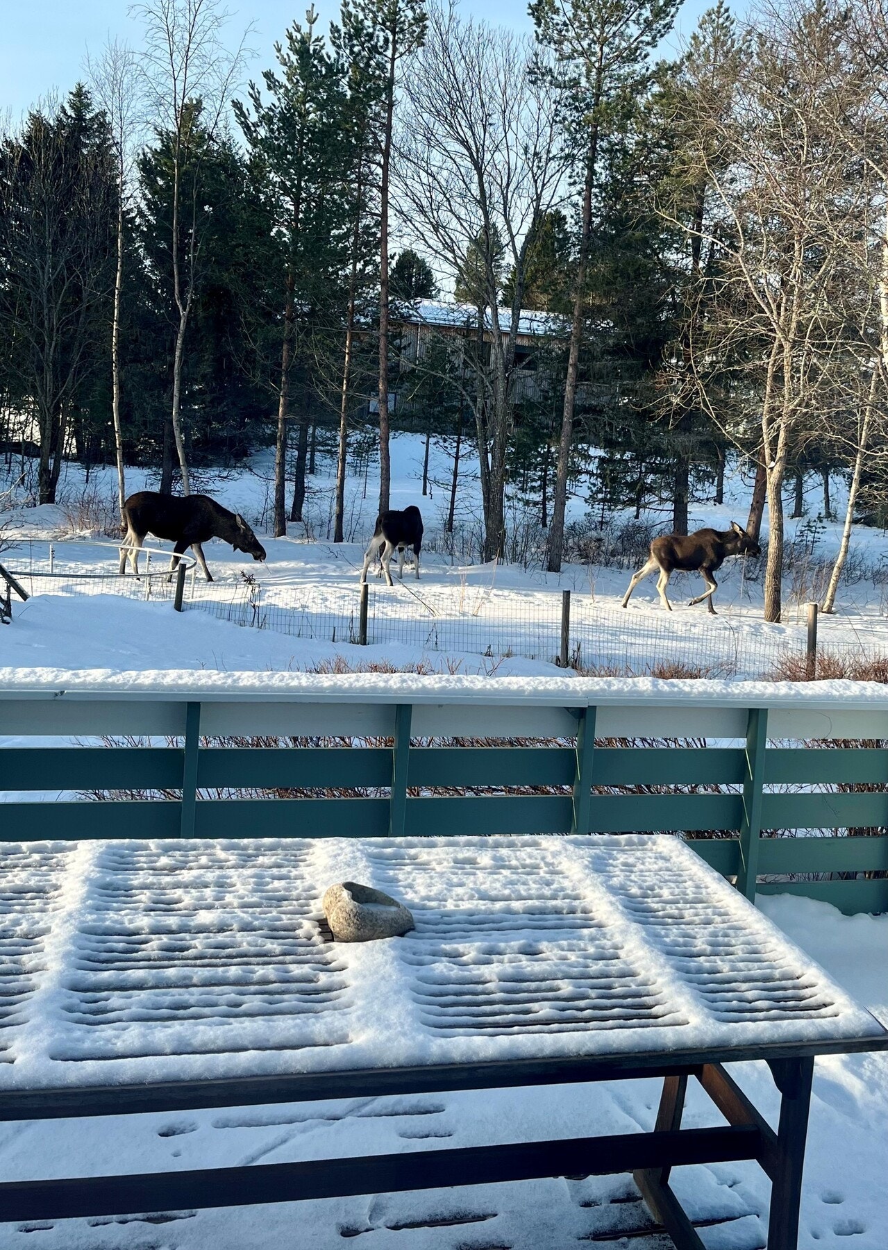 Med umiddelbar nærhet til Bymarka kan man få besøk av skogens konge. (bilde tatt av selger). Galleribilde