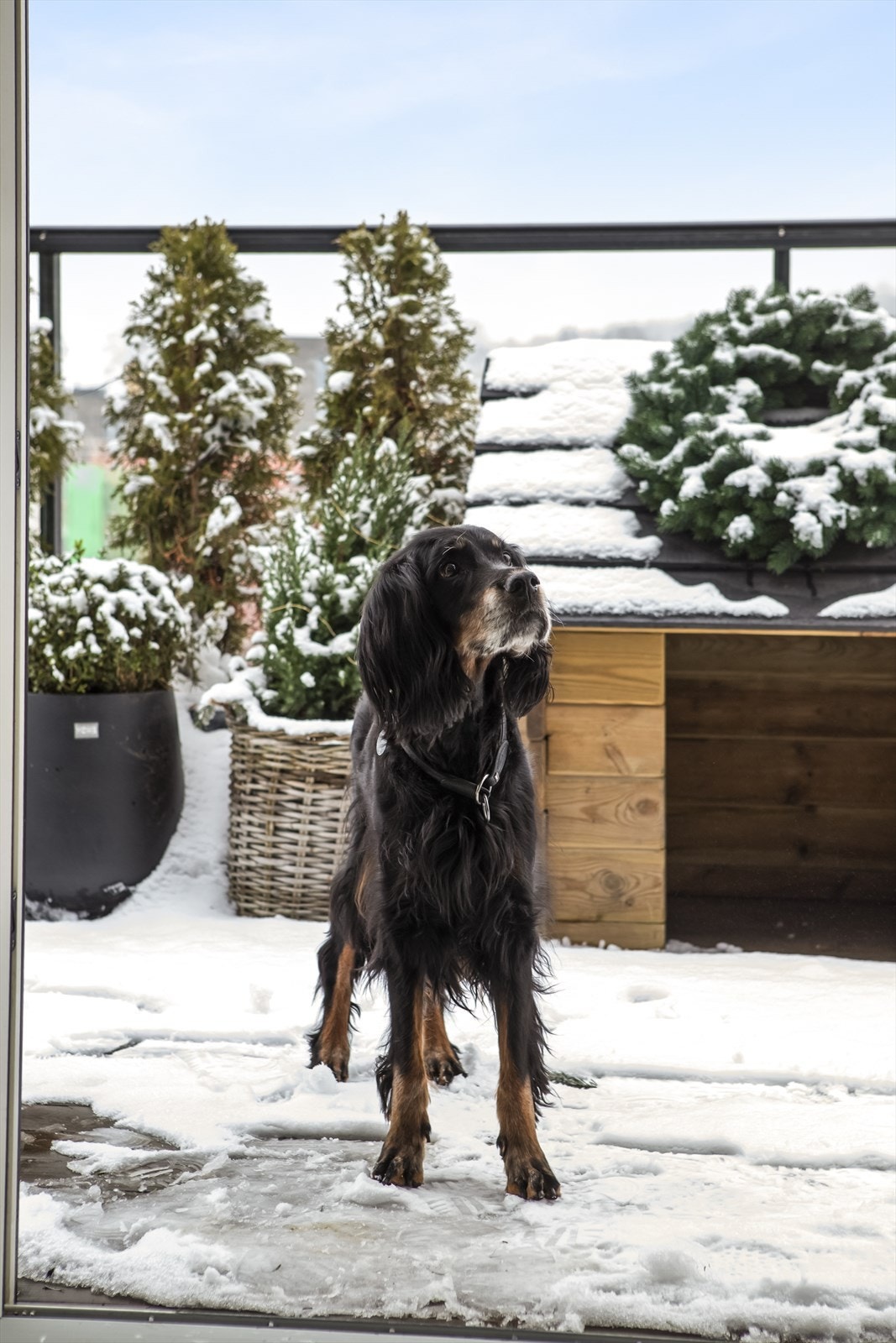 Dyrehold er tillatt i sameiet. Galleribilde