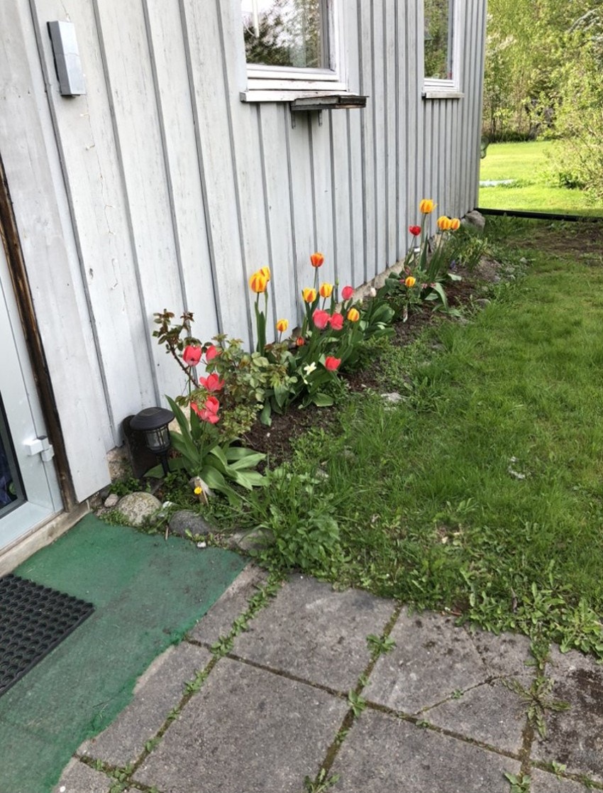 Selgers egne sommerbilder av hagen Galleribilde