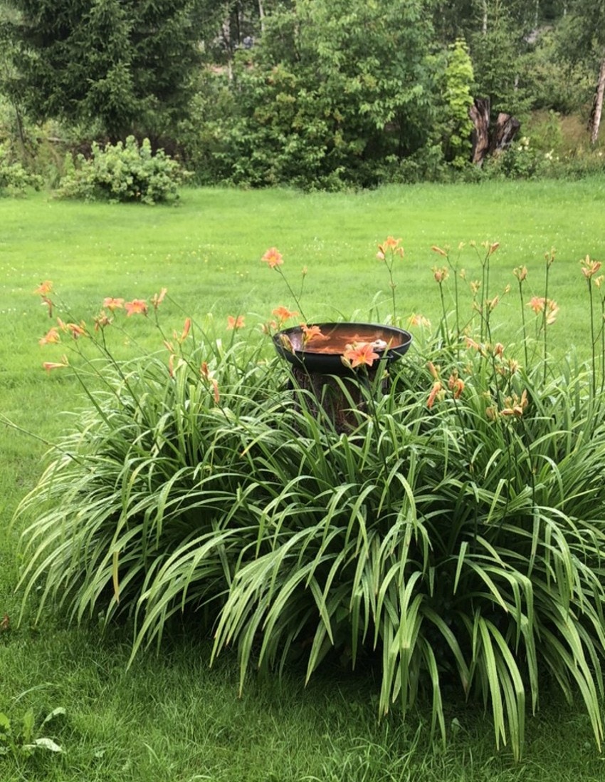 Selgers egne sommerbilder av hagen Galleribilde