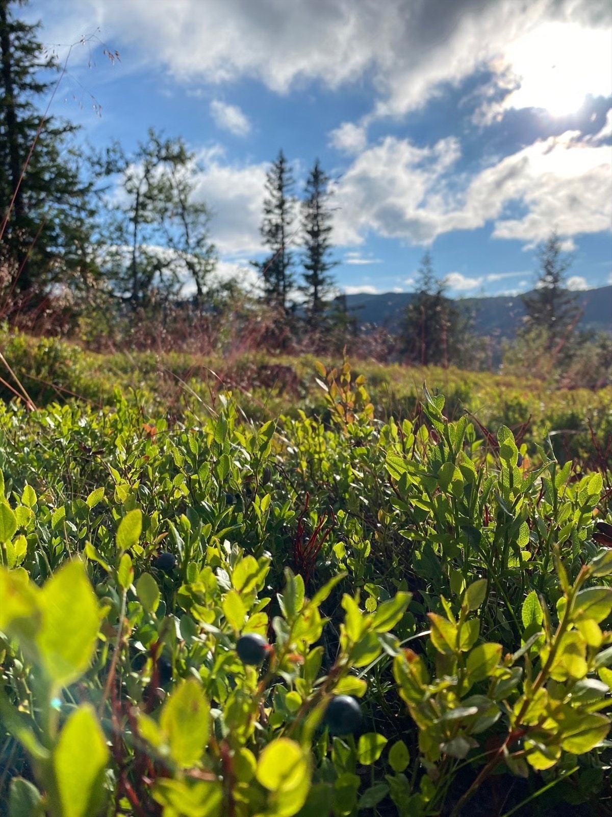 Selgers private bilde. Blåbær på tomta. Galleribilde