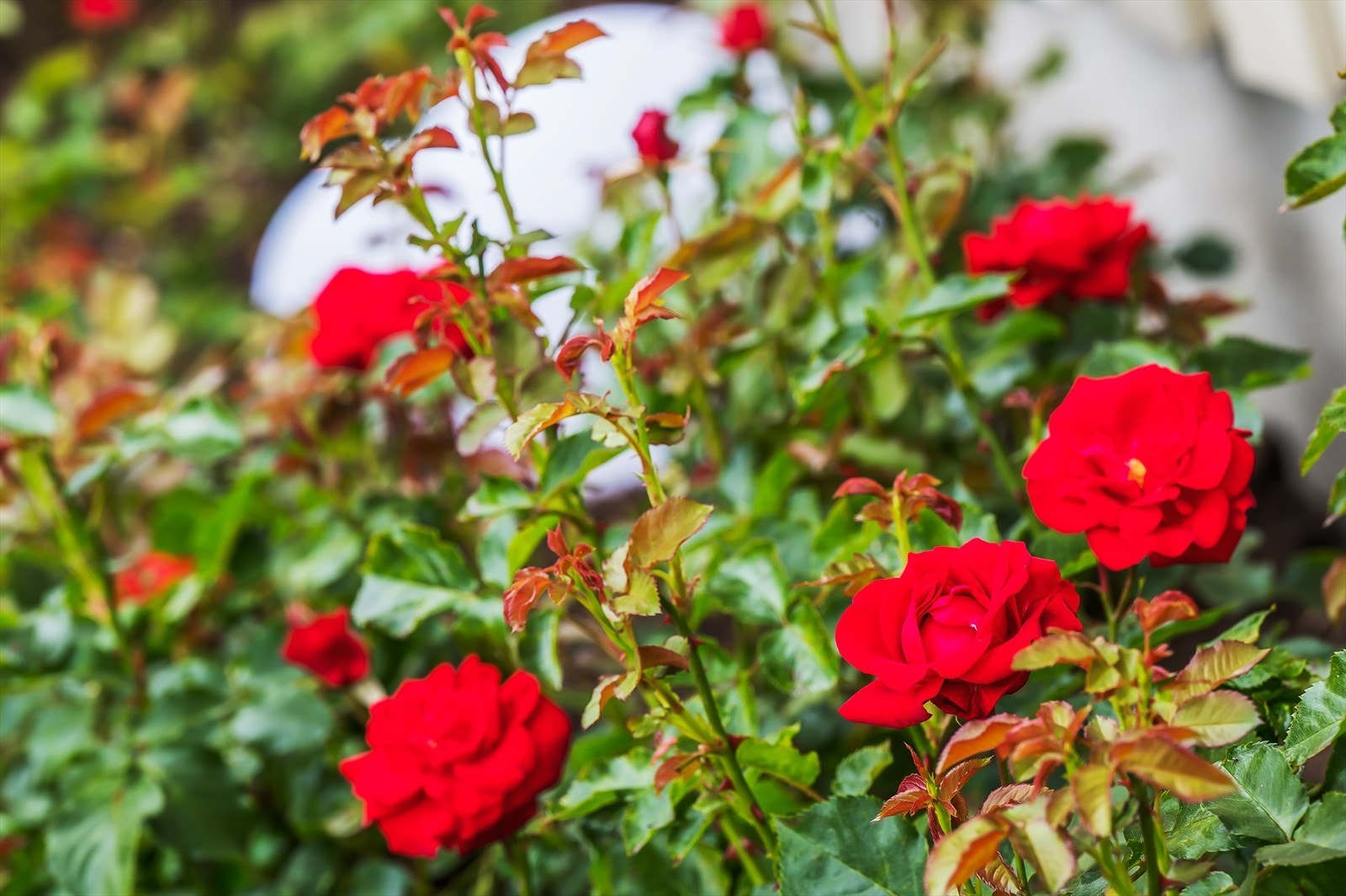 Div. hagebilder Galleribilde