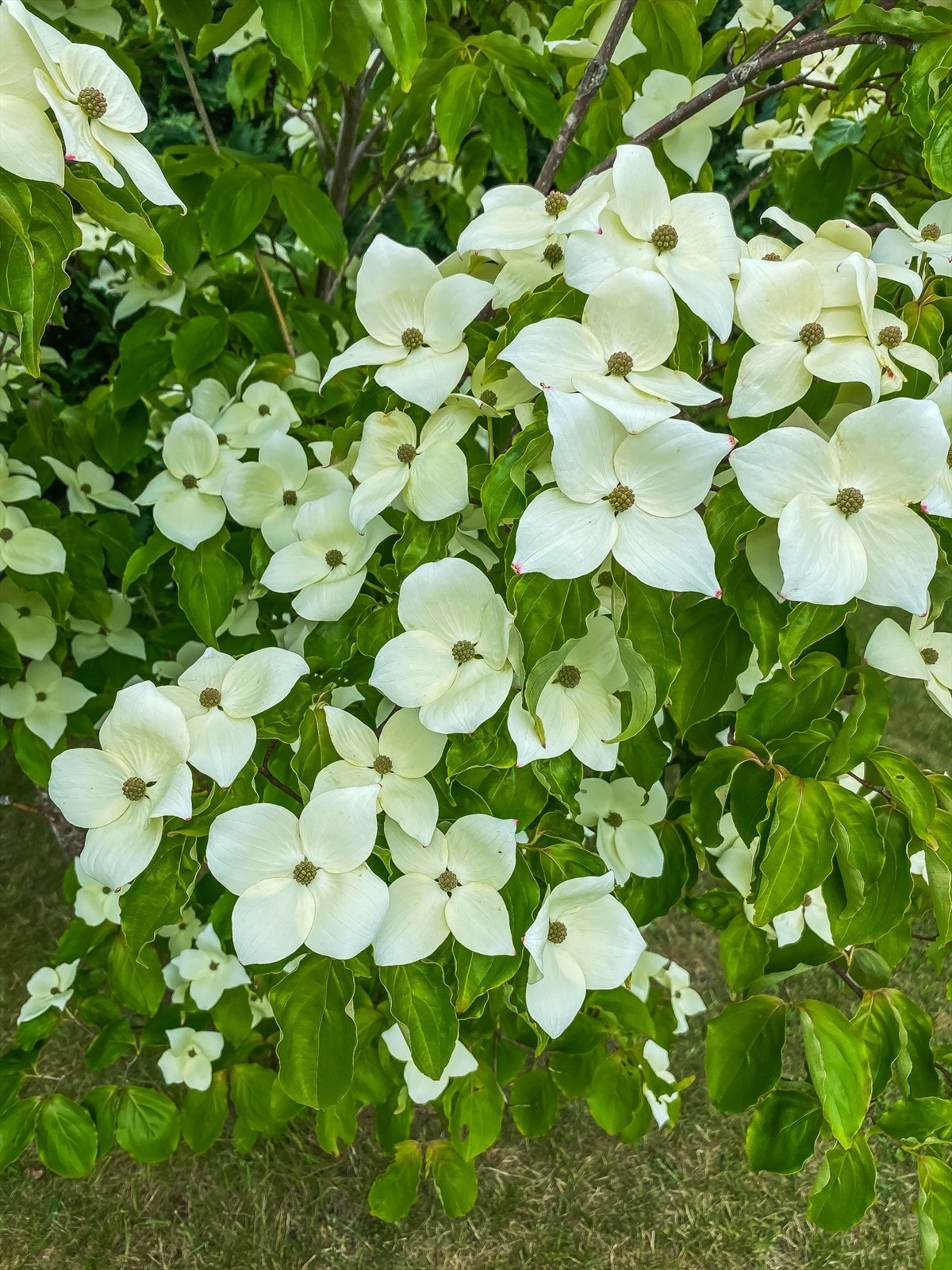 Div. hagebilder Galleribilde