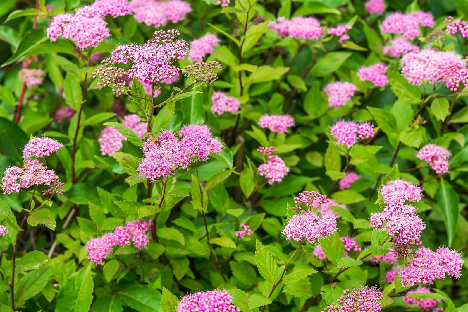 Div. hagebilder Galleribilde