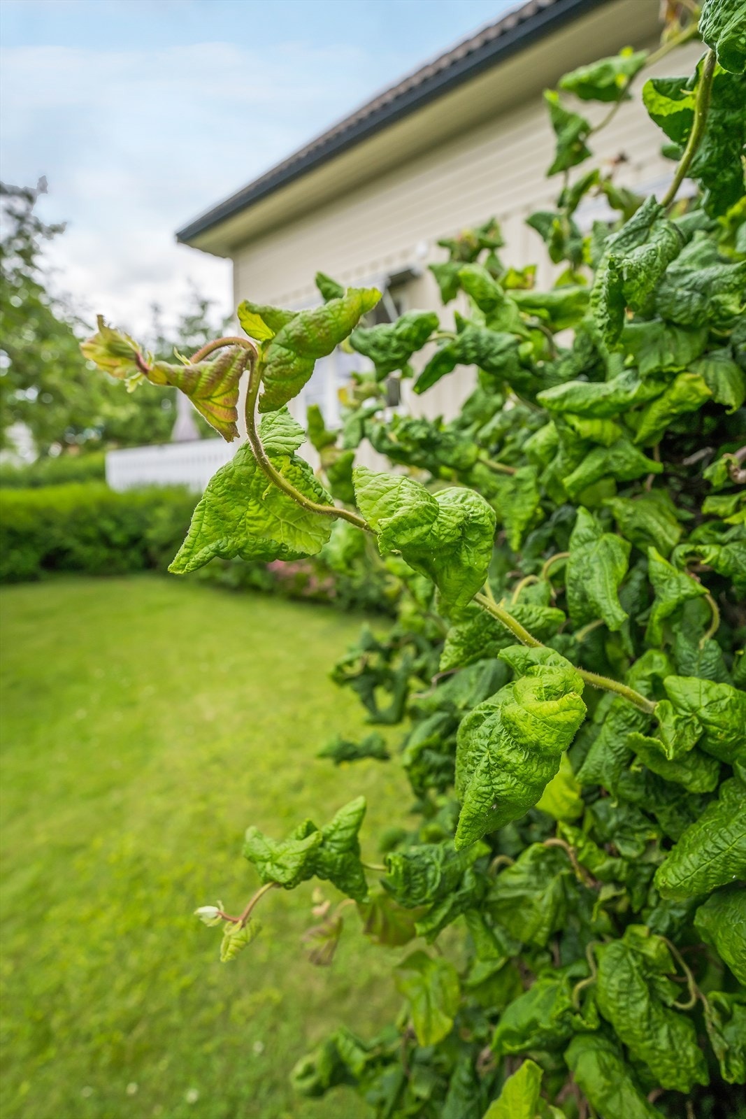 Div. hagebilder Galleribilde