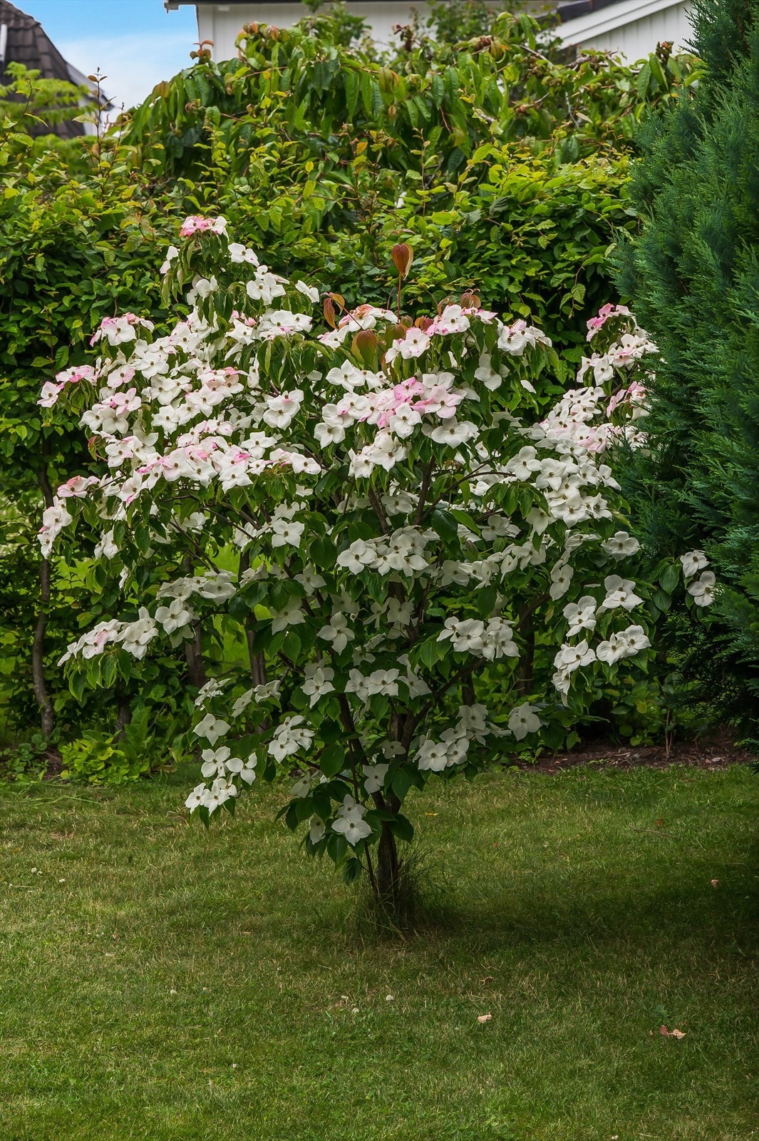 Div. hagebilder Galleribilde