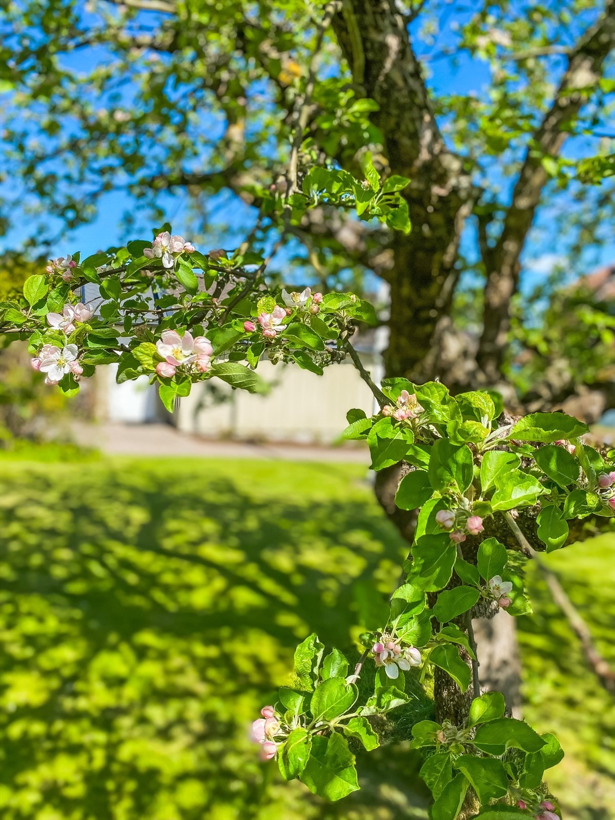 Div. hagebilder Galleribilde