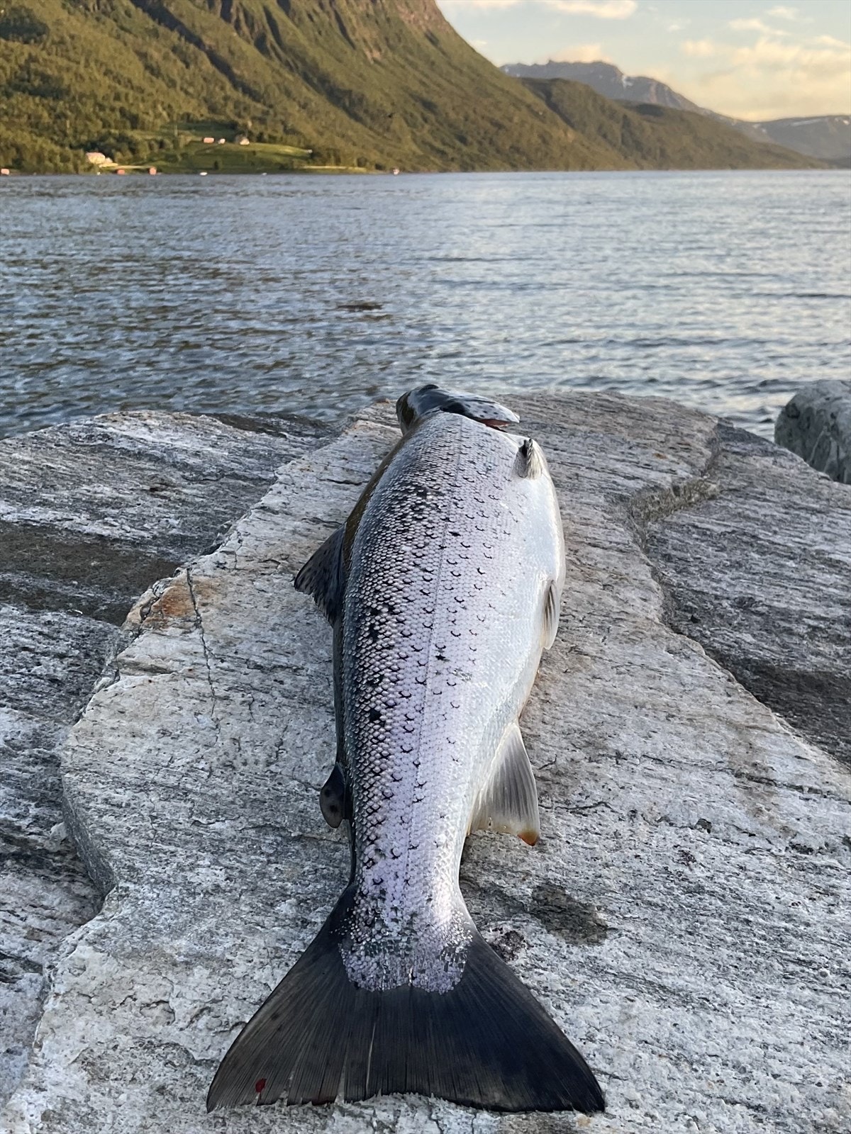 Aursfjorden er kjent for godt sjøørretfiske Galleribilde