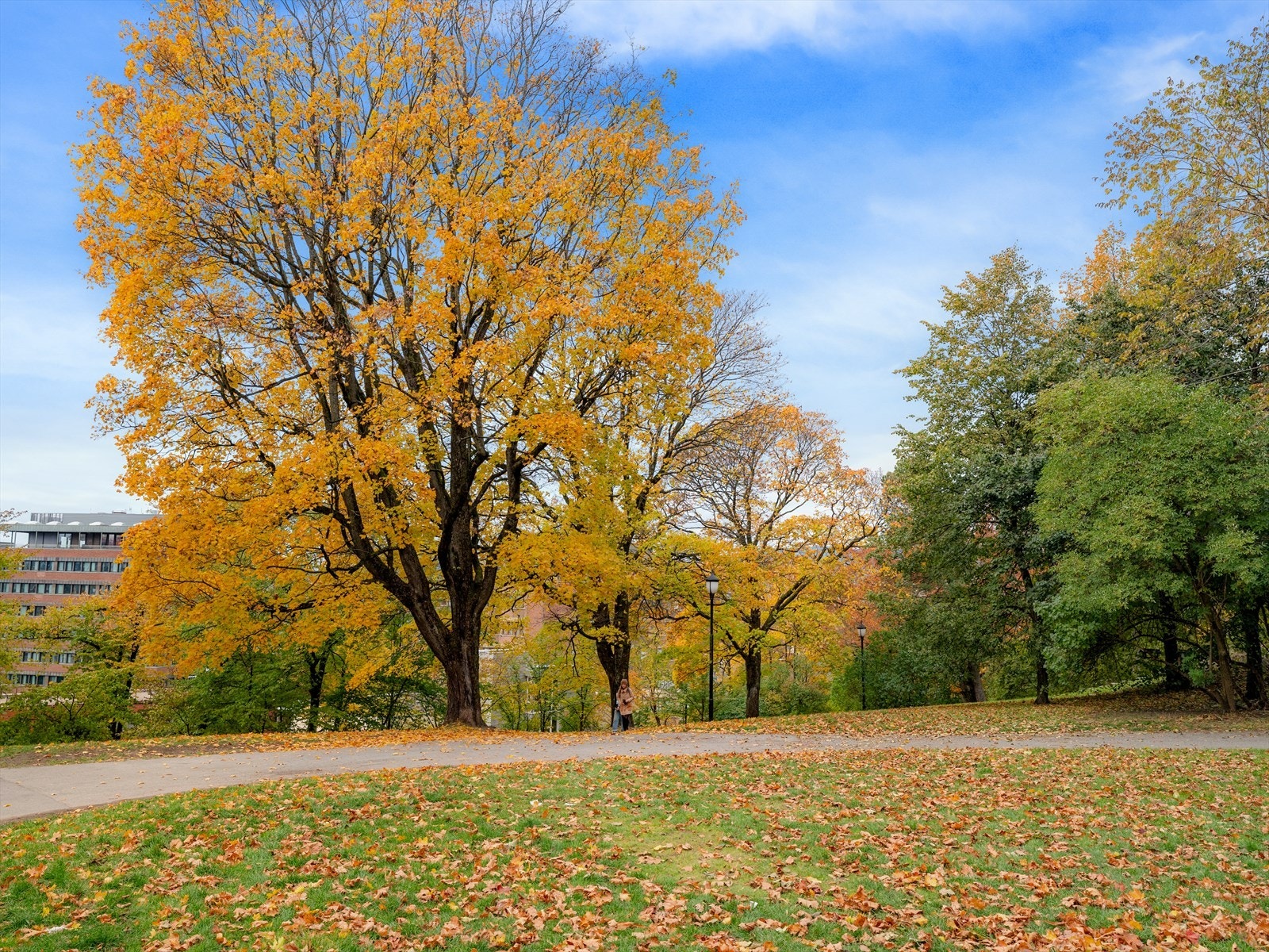 Ensjø park er nærmeste rekreasjonsområde. Ca 15 min unna boligen Galleribilde