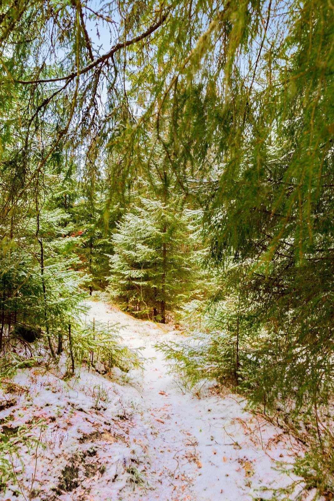 Siggerud er omkranset av skog og natur, og det er et mylder av skogstier og en rekke fiske- og badevann Galleribilde