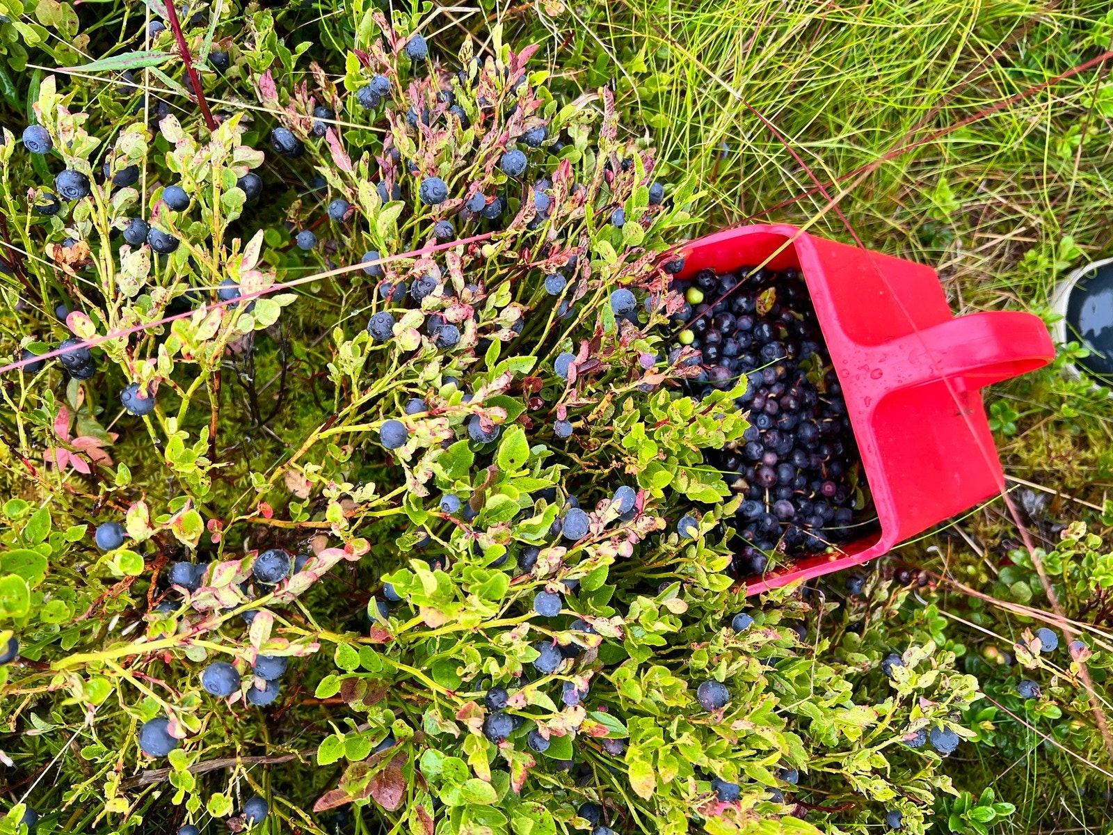 Det er mye blåbær på Lisetra. Galleribilde
