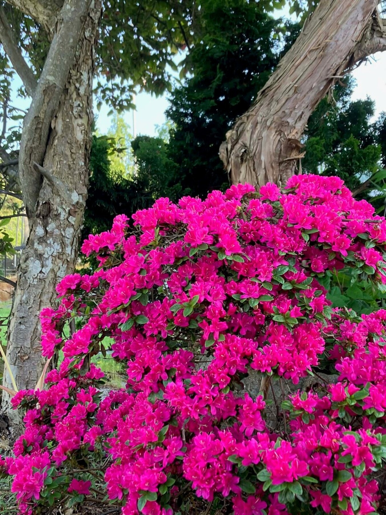 Privat foto Galleribilde