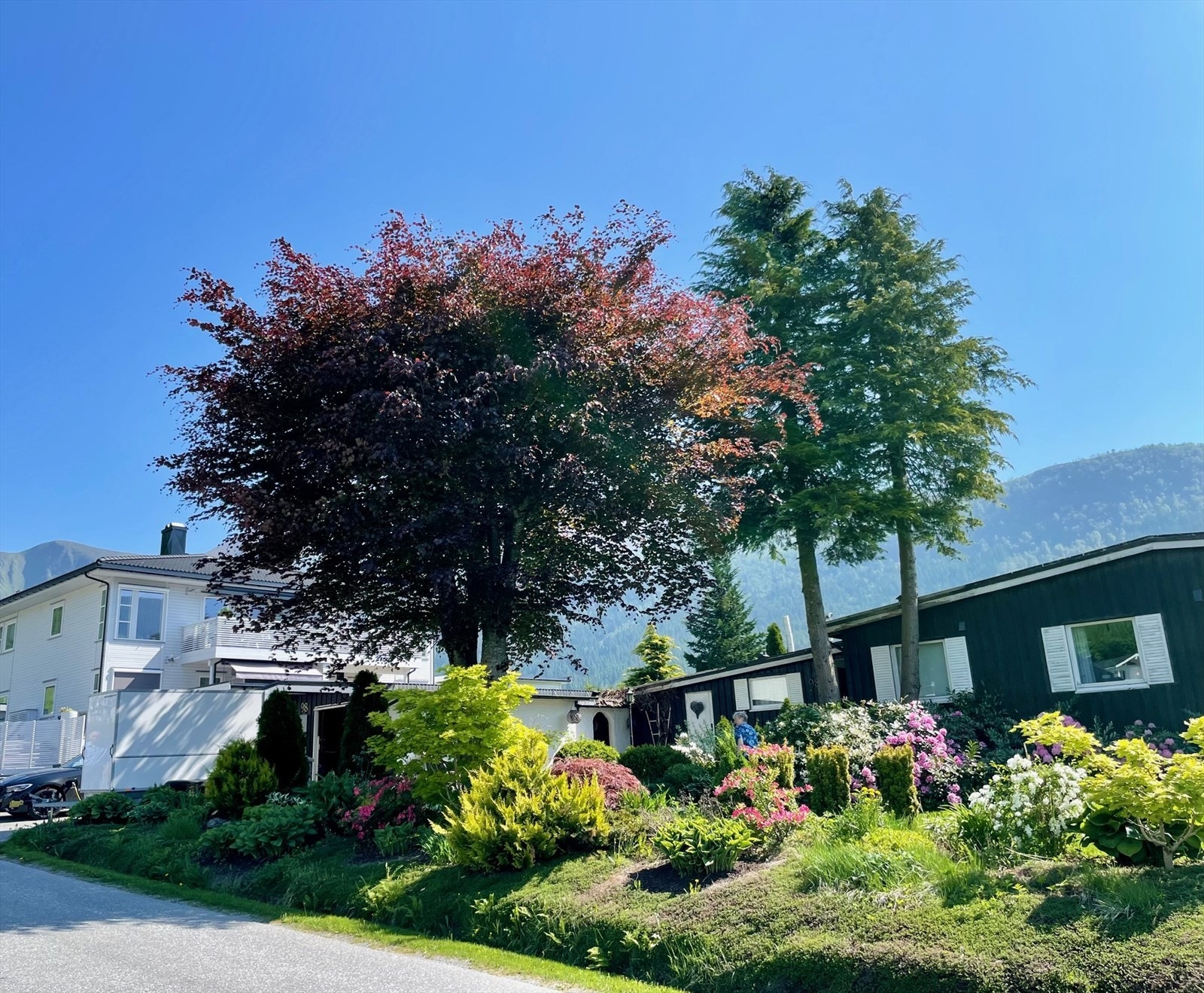 Bilde tatt av selger. Dei to trea mot høgre er no tatt ned Galleribilde