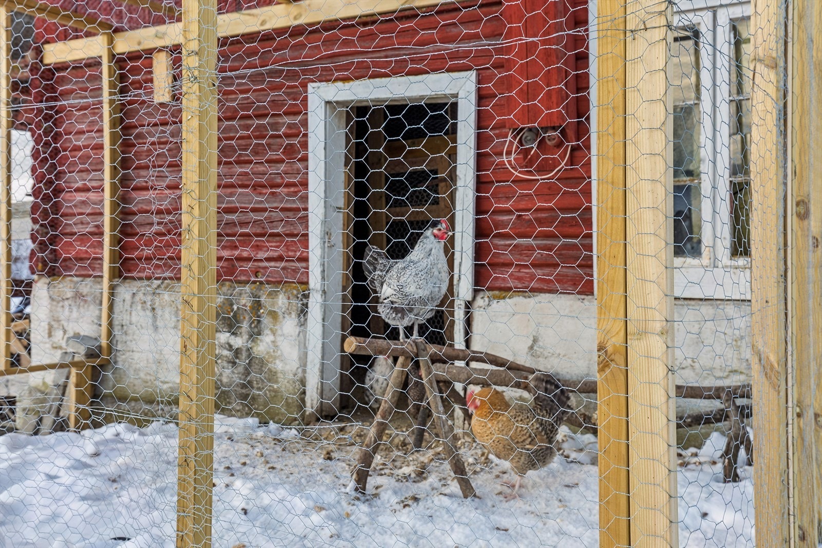 Hønsehus Galleribilde