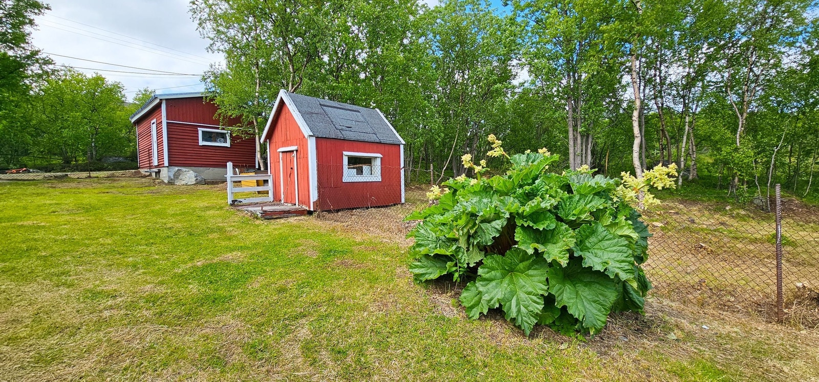 Dukkestue og rabarbra Galleribilde