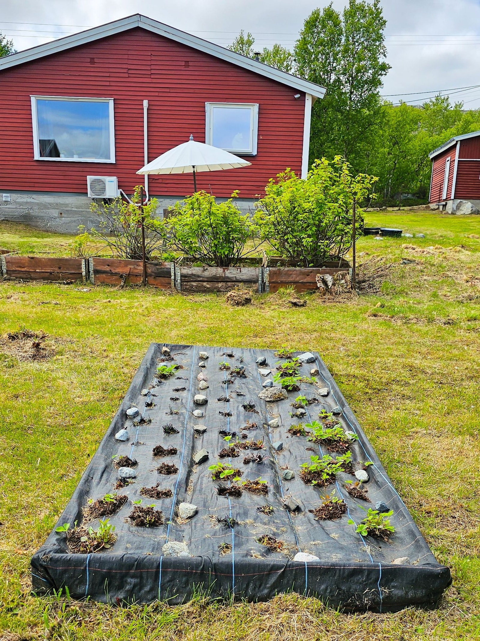 Jordbær og rips Galleribilde