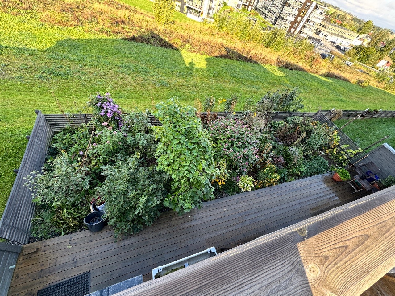 Oversikt terrasse og blomsterbed høst - legg merke til stor og frodig druebusk - her var det mye druer i høst! Hagen er lagt opp til blomstring fra snøsmelting til frosten kommer på høsten - med utallige forskjellige blomster og farger, år etter år. Galleribilde