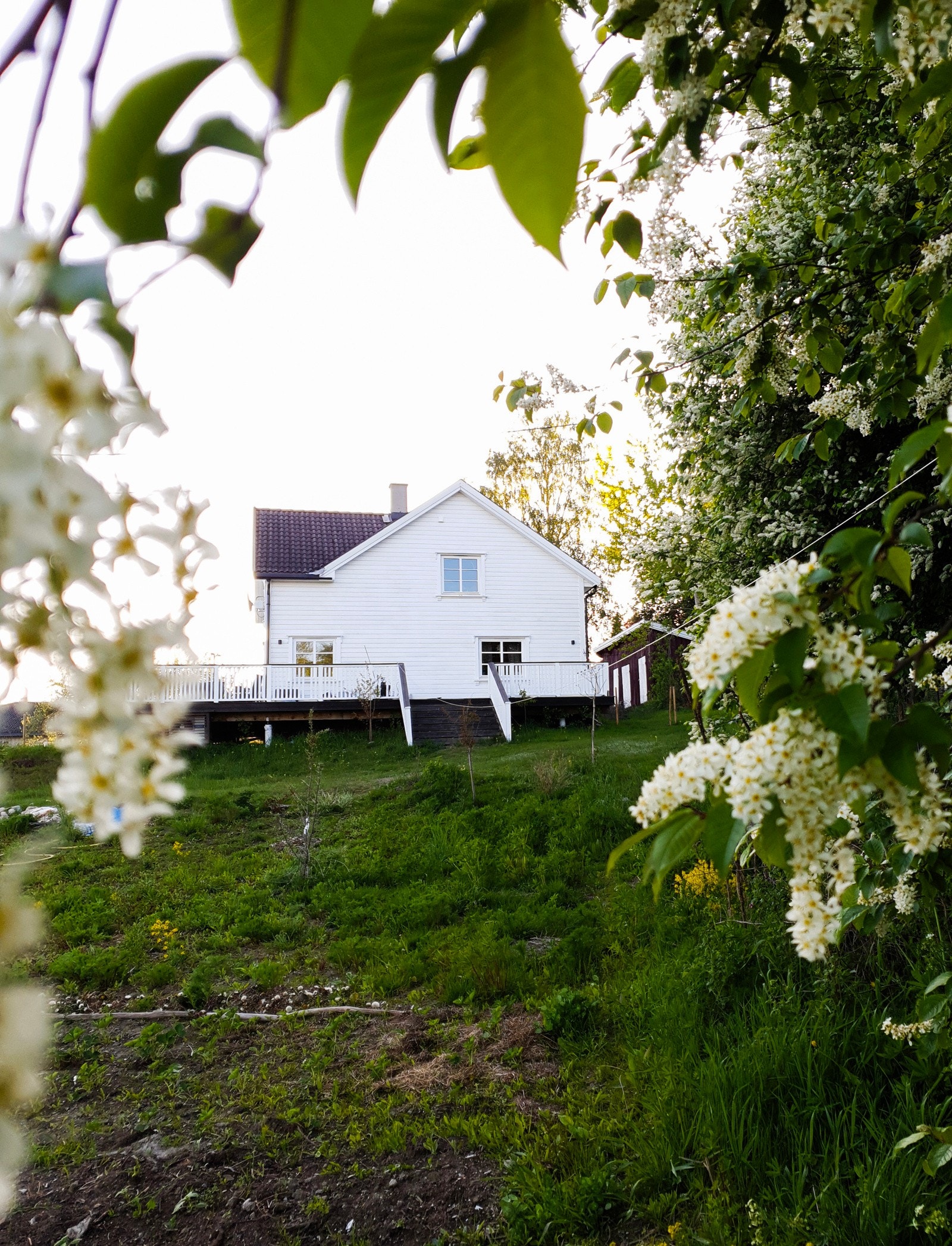 Flott heggblomstring om våren. Vitner om en frodig eiendom. Galleribilde
