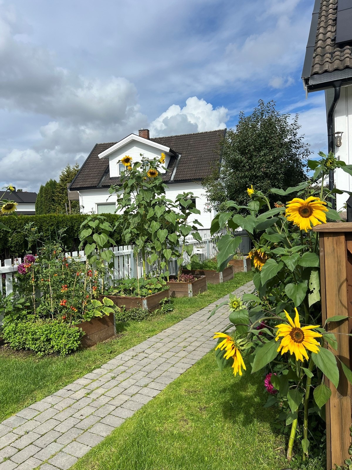 Selgers eget bilde fra hagen Galleribilde