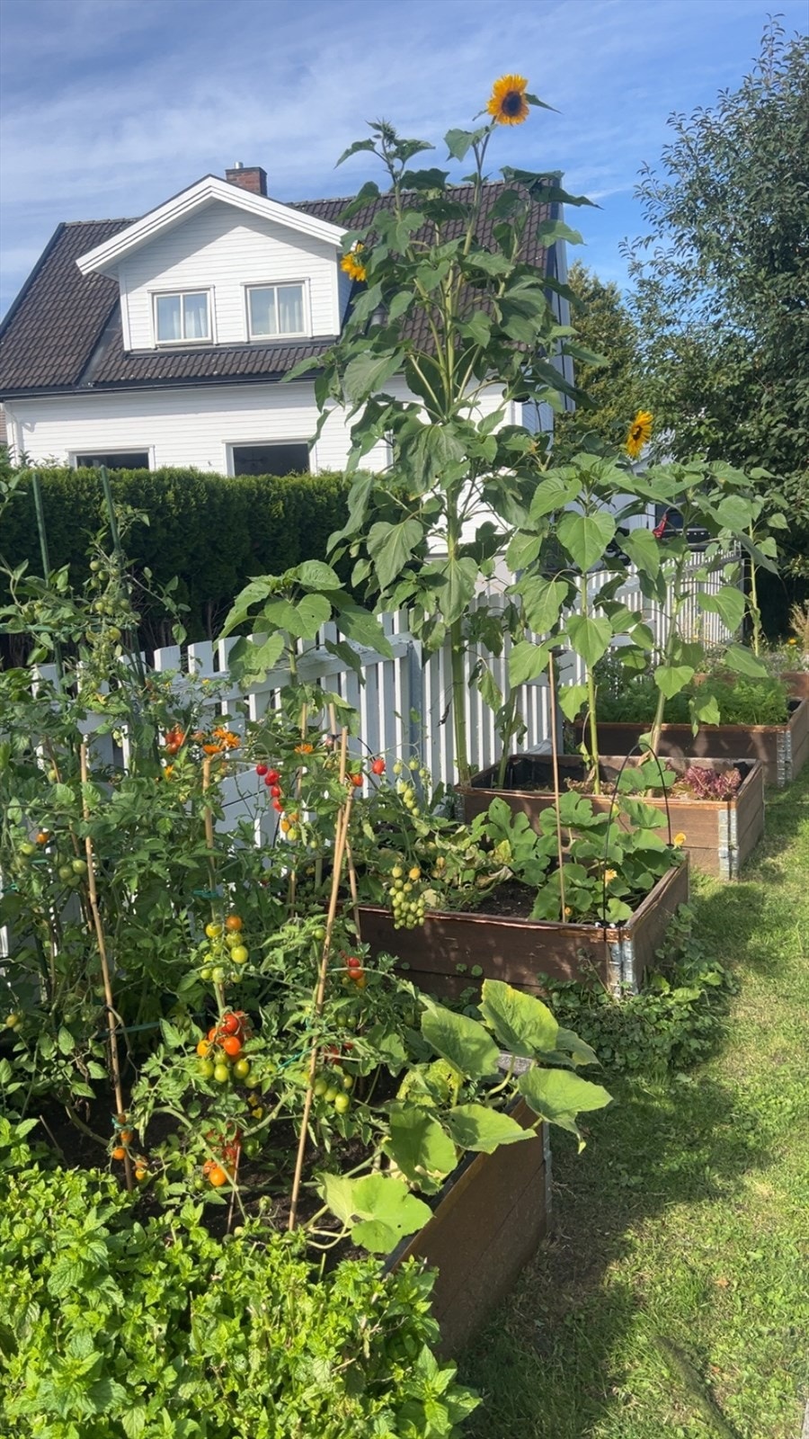 Selgers eget bilde fra hagen Galleribilde