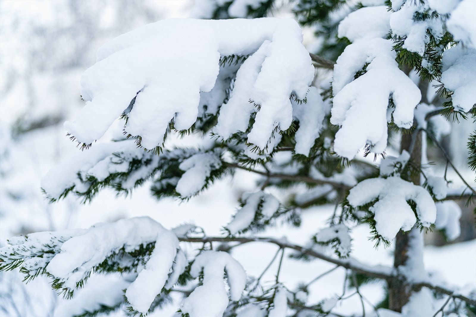 Snødekt landskap Galleribilde