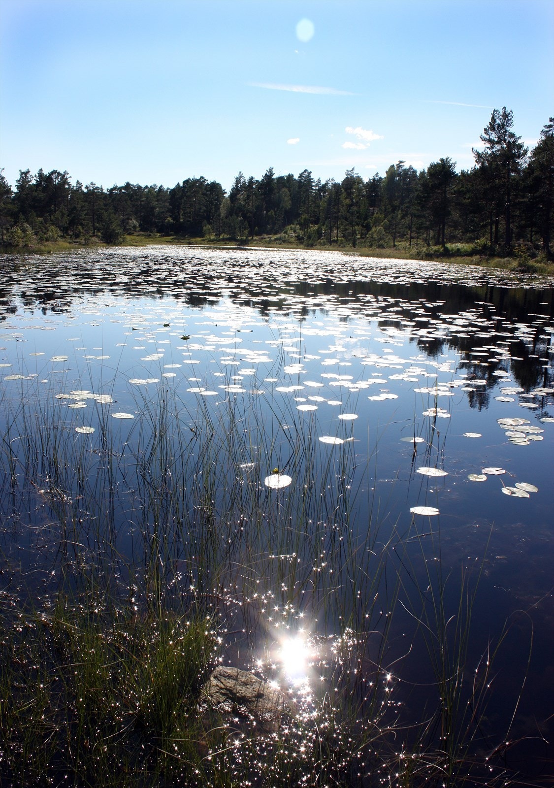 Flere småvann i nærområdet Galleribilde