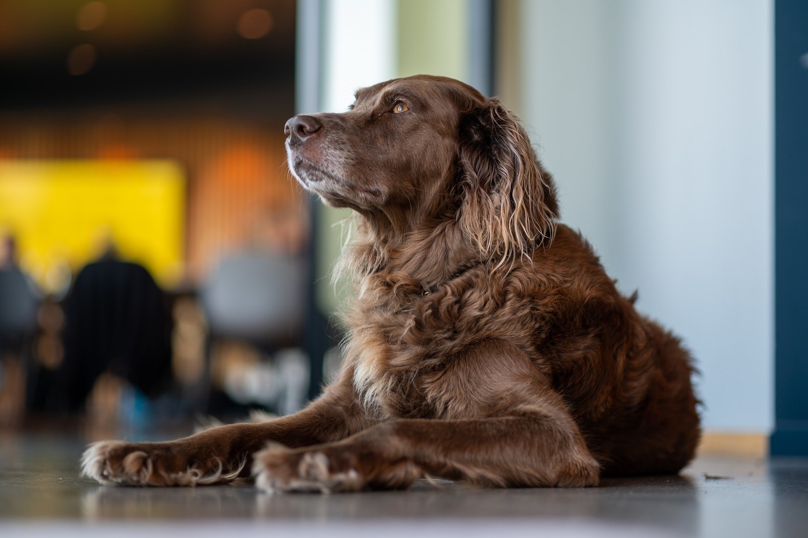 Hils på Jenny! Fast inventar siden 2016. Galleribilde