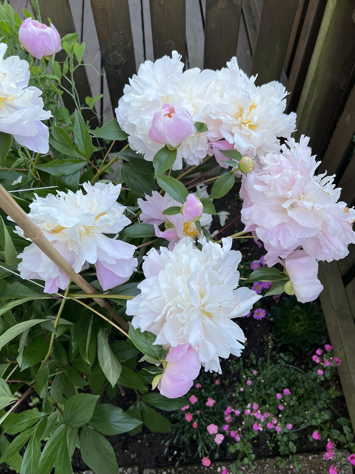 Selgers sommerbilde på markterrassen - den varme utesessong nærmer seg! Galleribilde