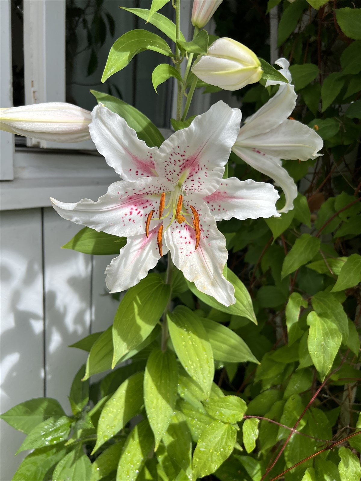 Selgers sommerbilde på markterrassen - den varme utesessong nærmer seg! Galleribilde