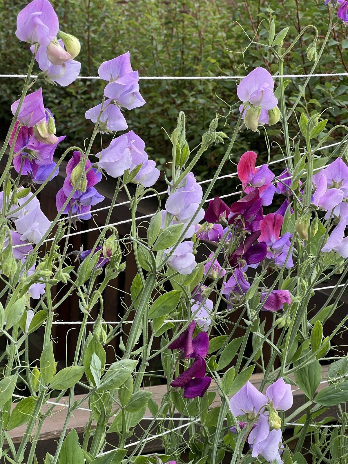 Selgers sommerbilde på markterrassen - den varme utesessong nærmer seg! Galleribilde