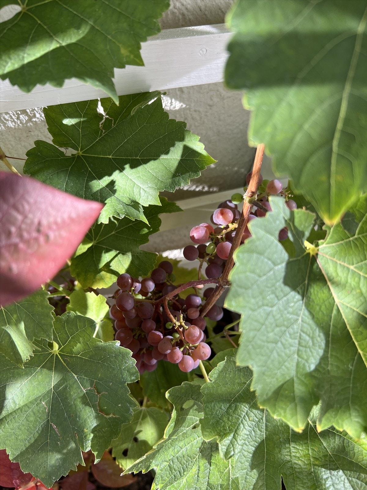 Selgers sommerbilde på markterrassen - den varme utesessong nærmer seg! Galleribilde
