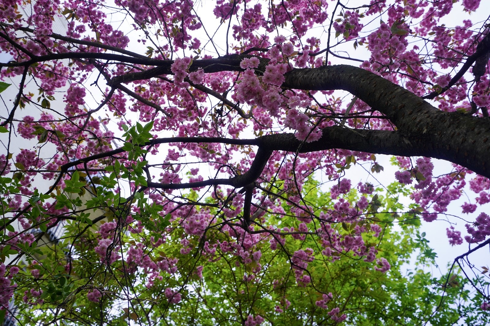Pent opparbeidet gårdsrom med flotte trær og beplanting Galleribilde