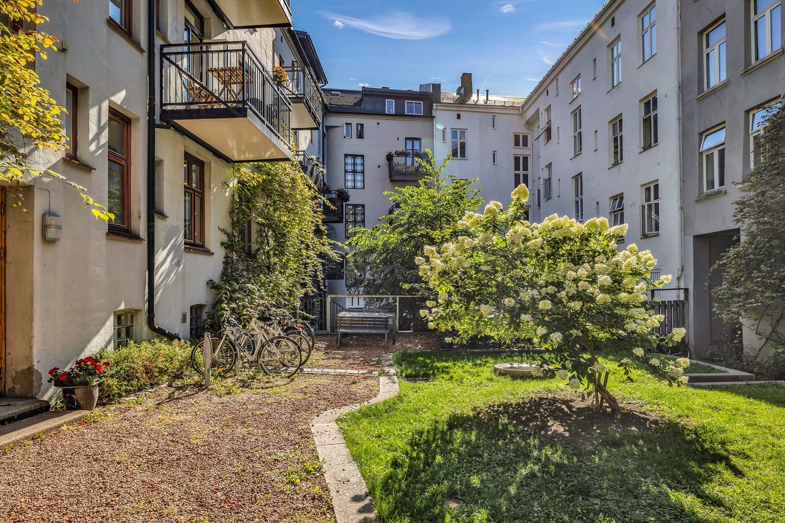 Felles bakgård med grønt gress, blomstrende busker og hyggelig atmosfære. Galleribilde