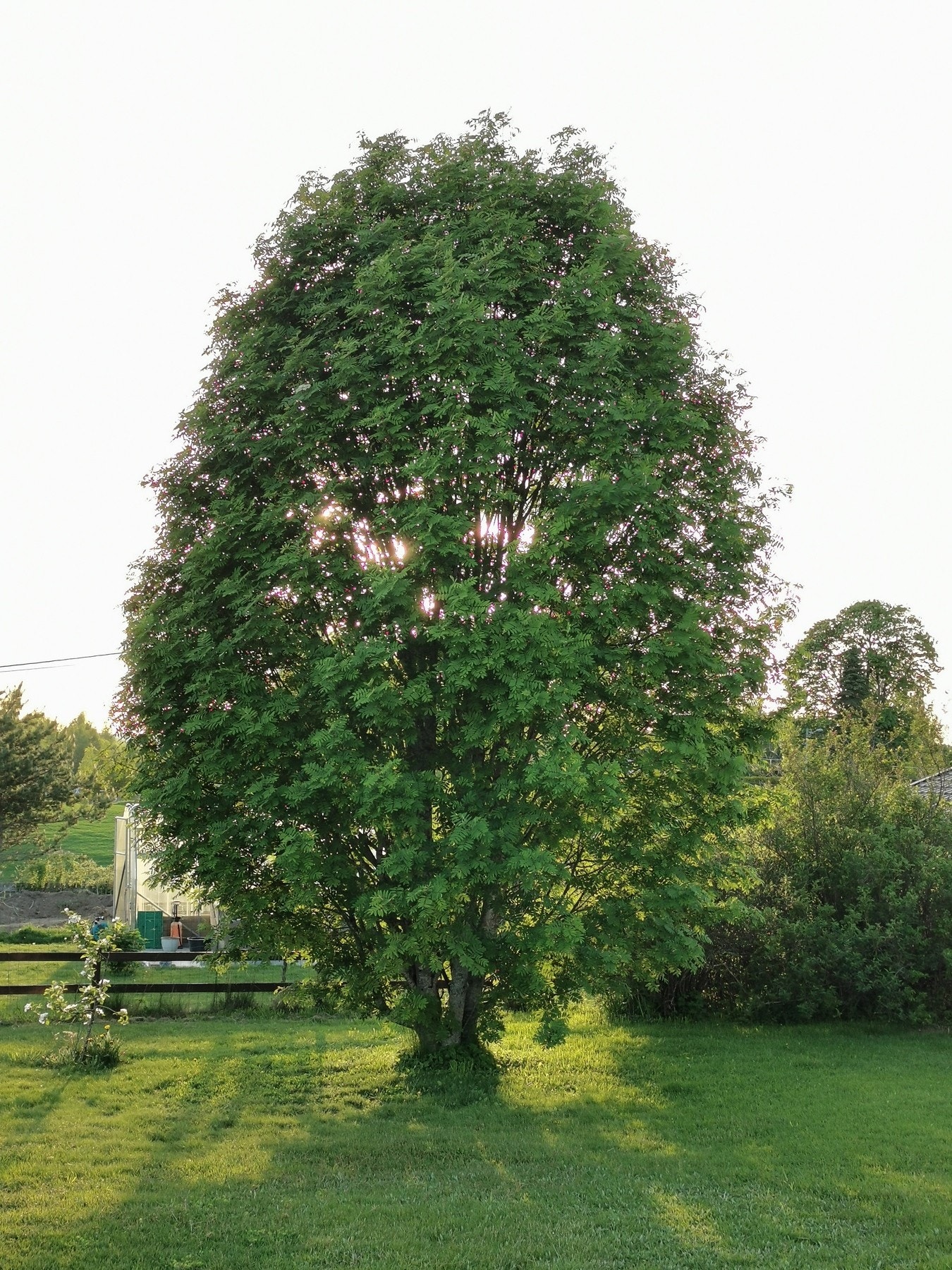 Selgers bilder. Galleribilde