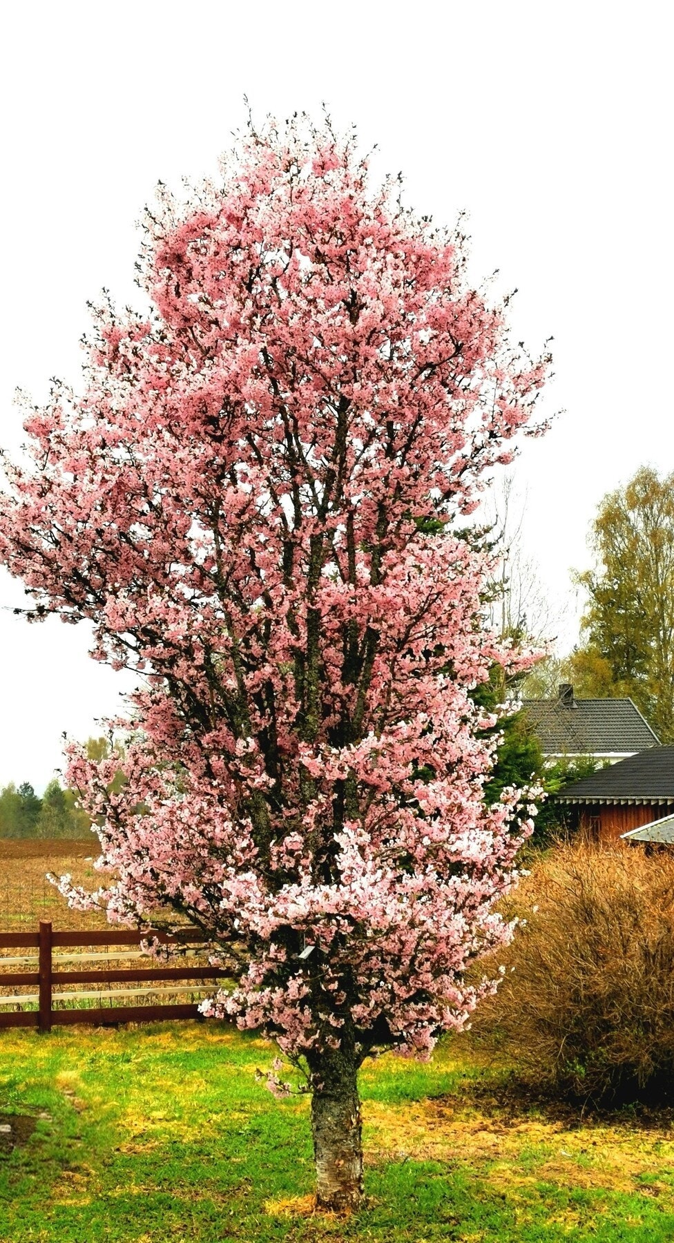 Selgers bilder. Galleribilde