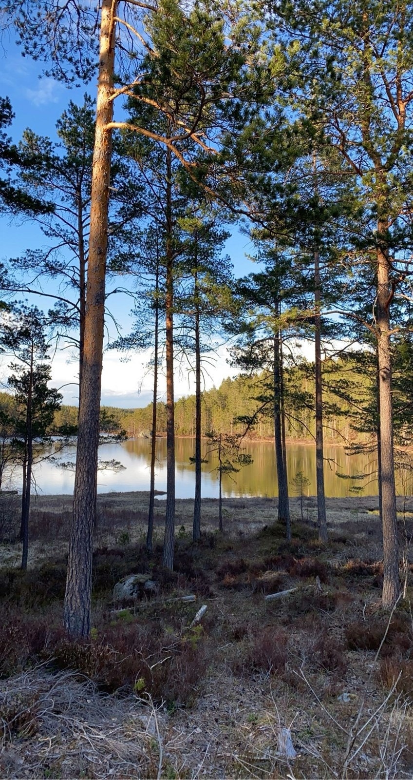 Selgers egne bilder fra nærområde Galleribilde