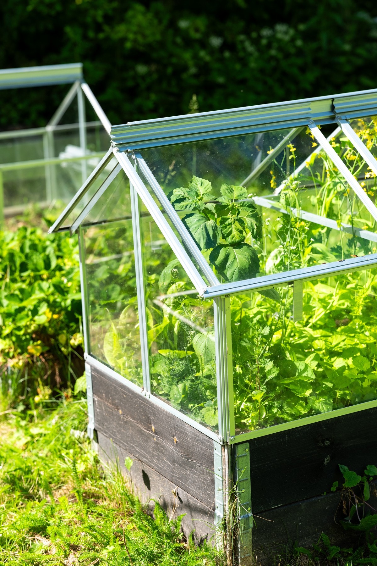 Hagebilde, drivhus. Galleribilde