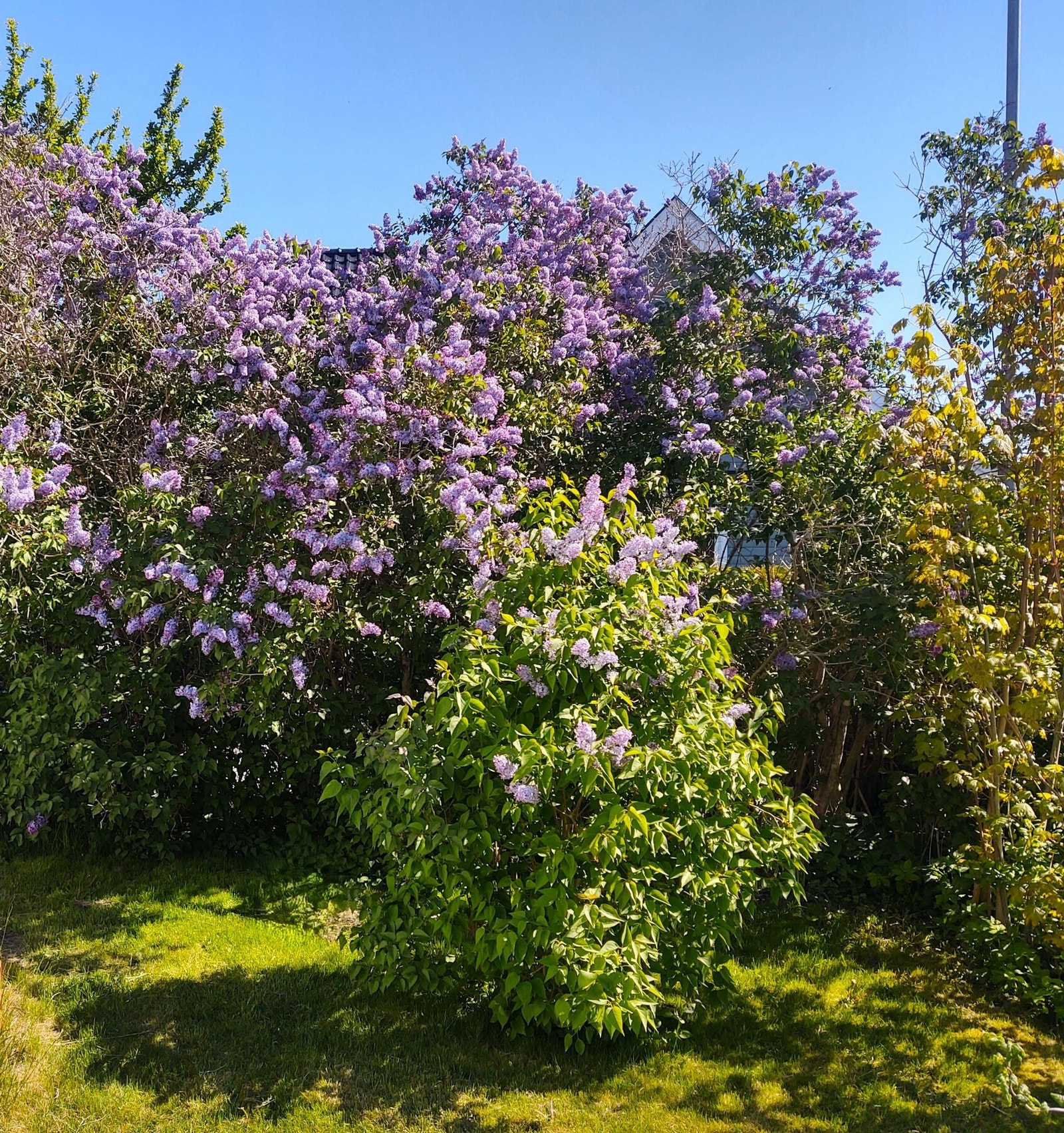 Om våren setter de vakre syrintrærne et fint preg på hagen med både farger og nydelig duft, mens rosene i blomsterbedene langs husveggen gir eiendommen et klassisk og sjarmerende uttrykk. Galleribilde