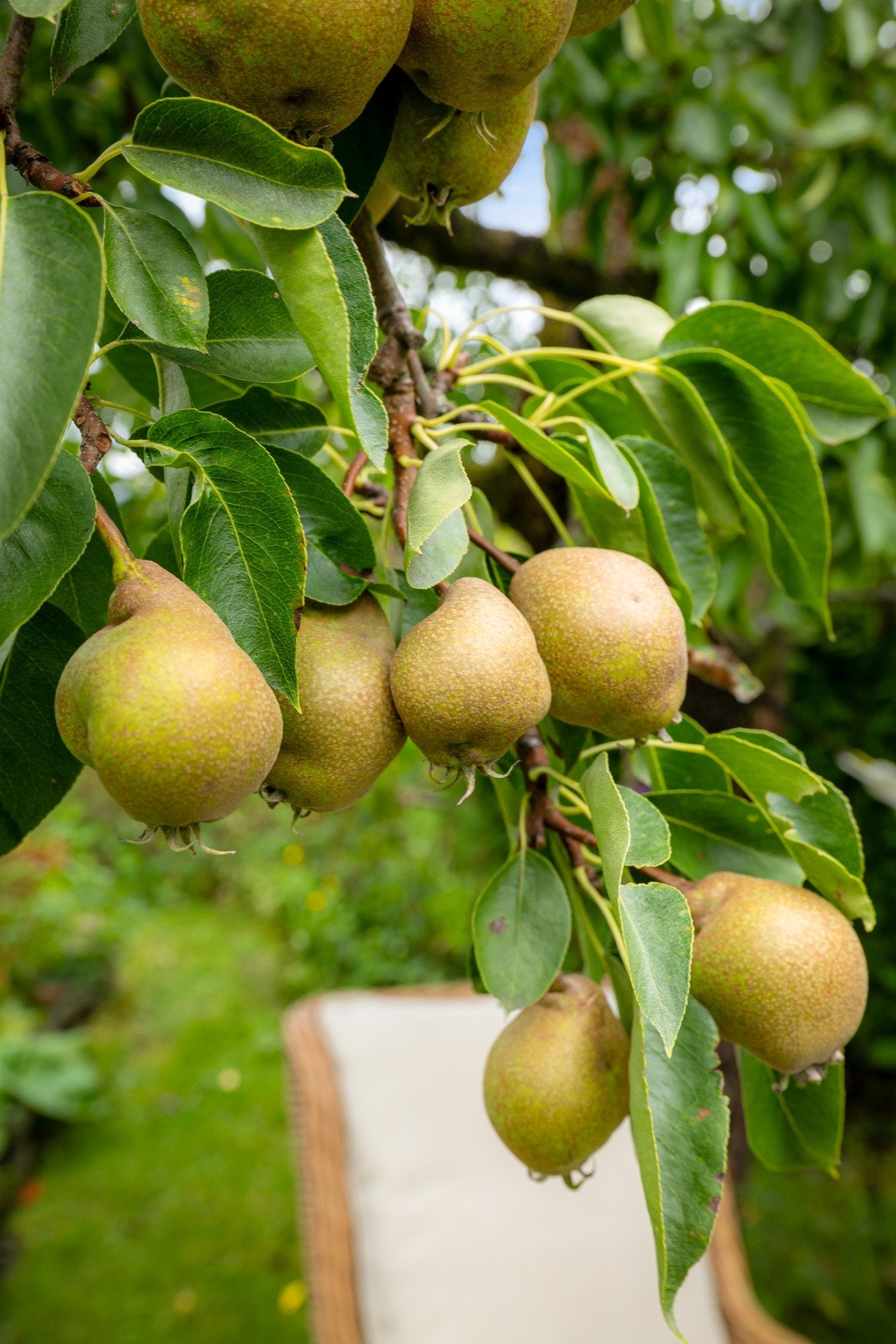 Smakfulle pærer rett fra egen hage. Galleribilde