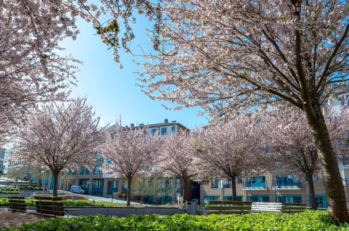 Nærområdet Galleribilde