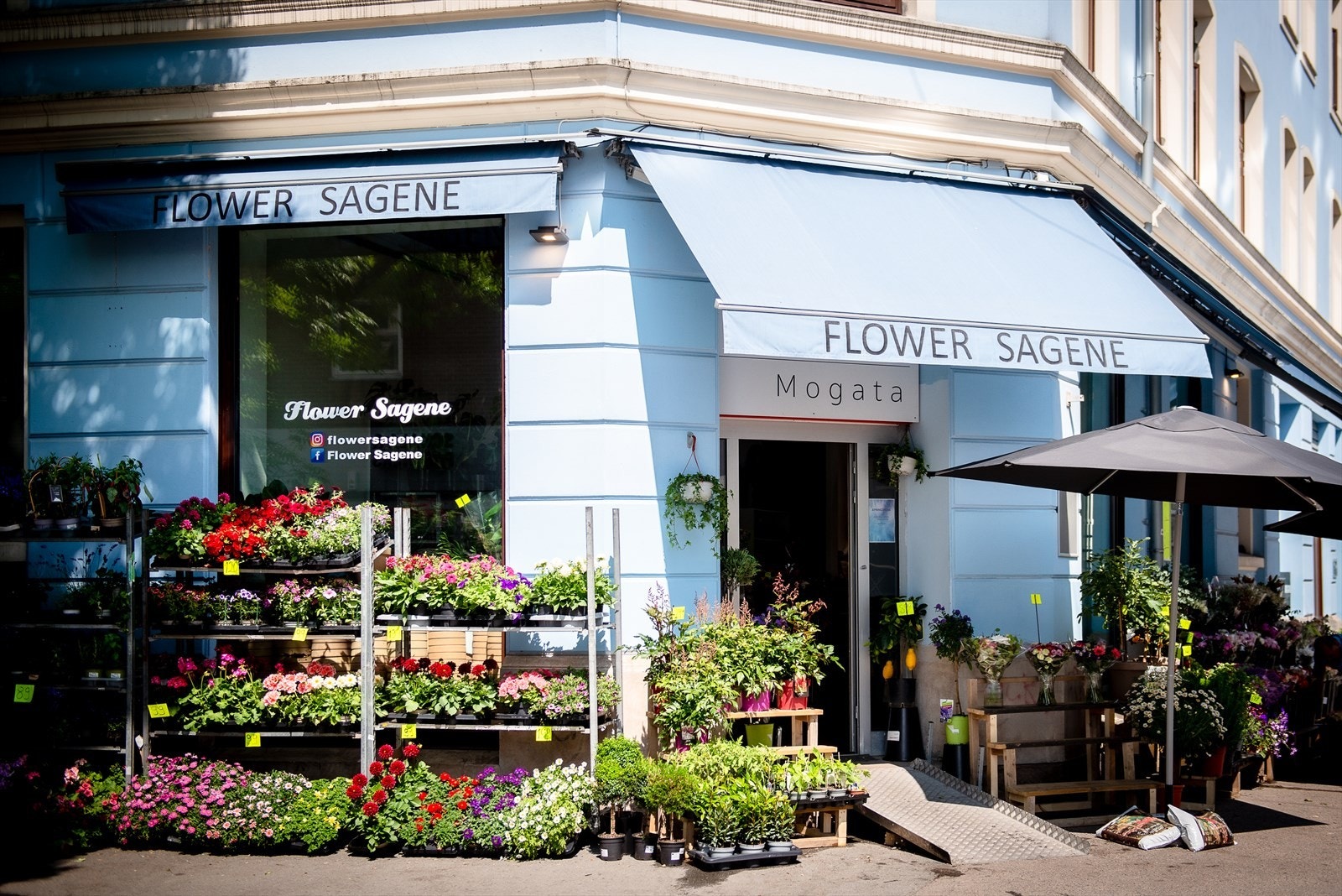 Under persiennene til Flower Sagene, står det alt fra roser og nelliker til eføy og andre grønne planter. Galleribilde
