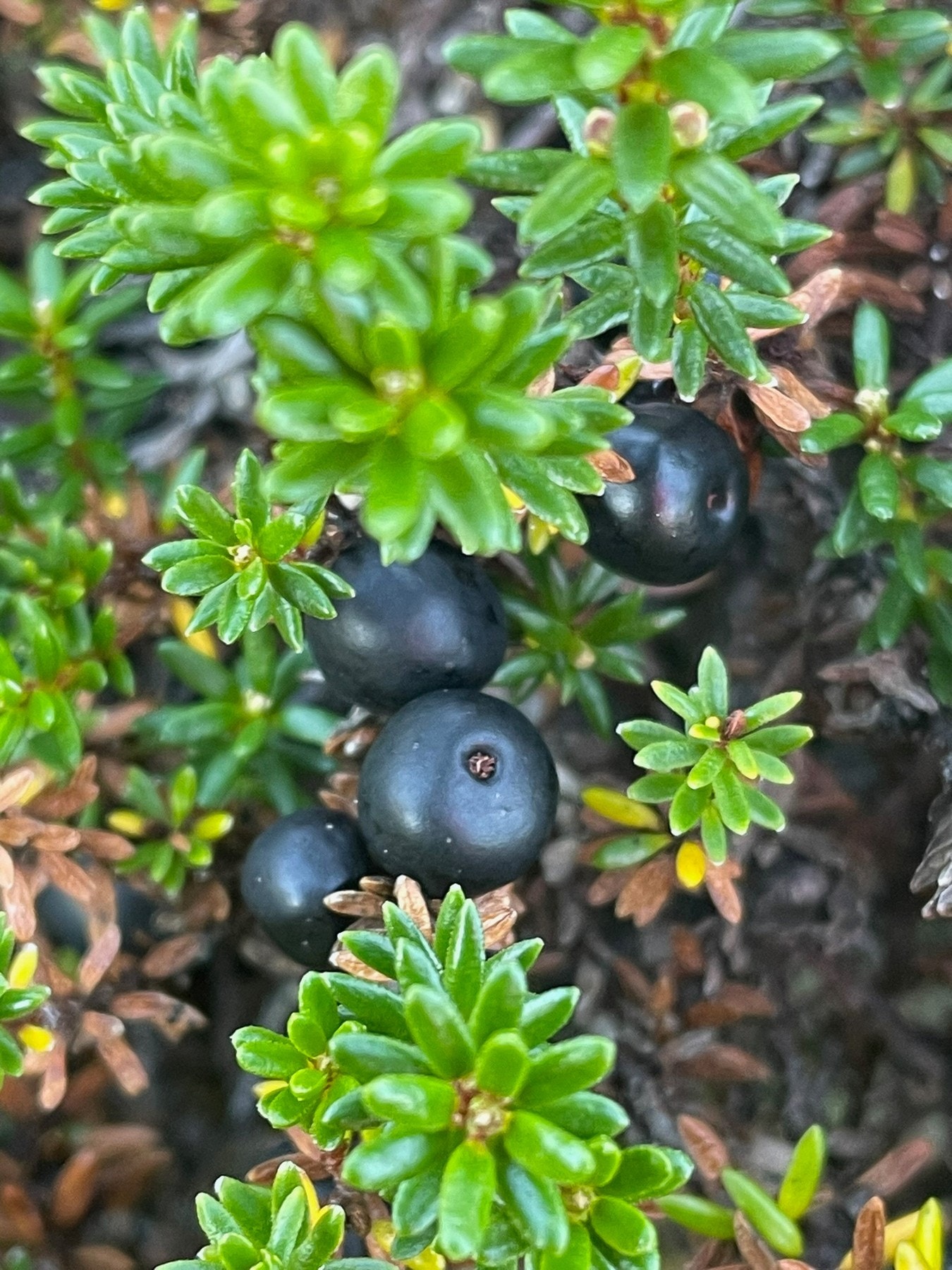 Selgers private bilde. Galleribilde