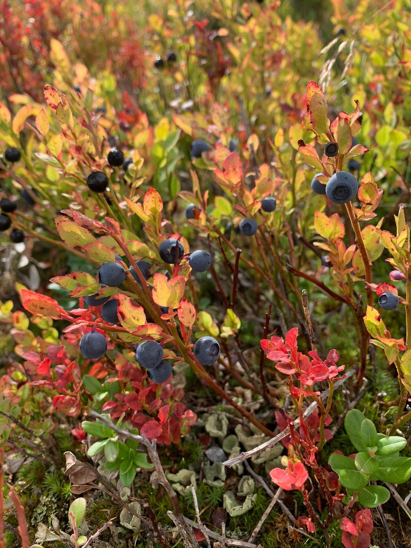 Selgers private bilde. Galleribilde